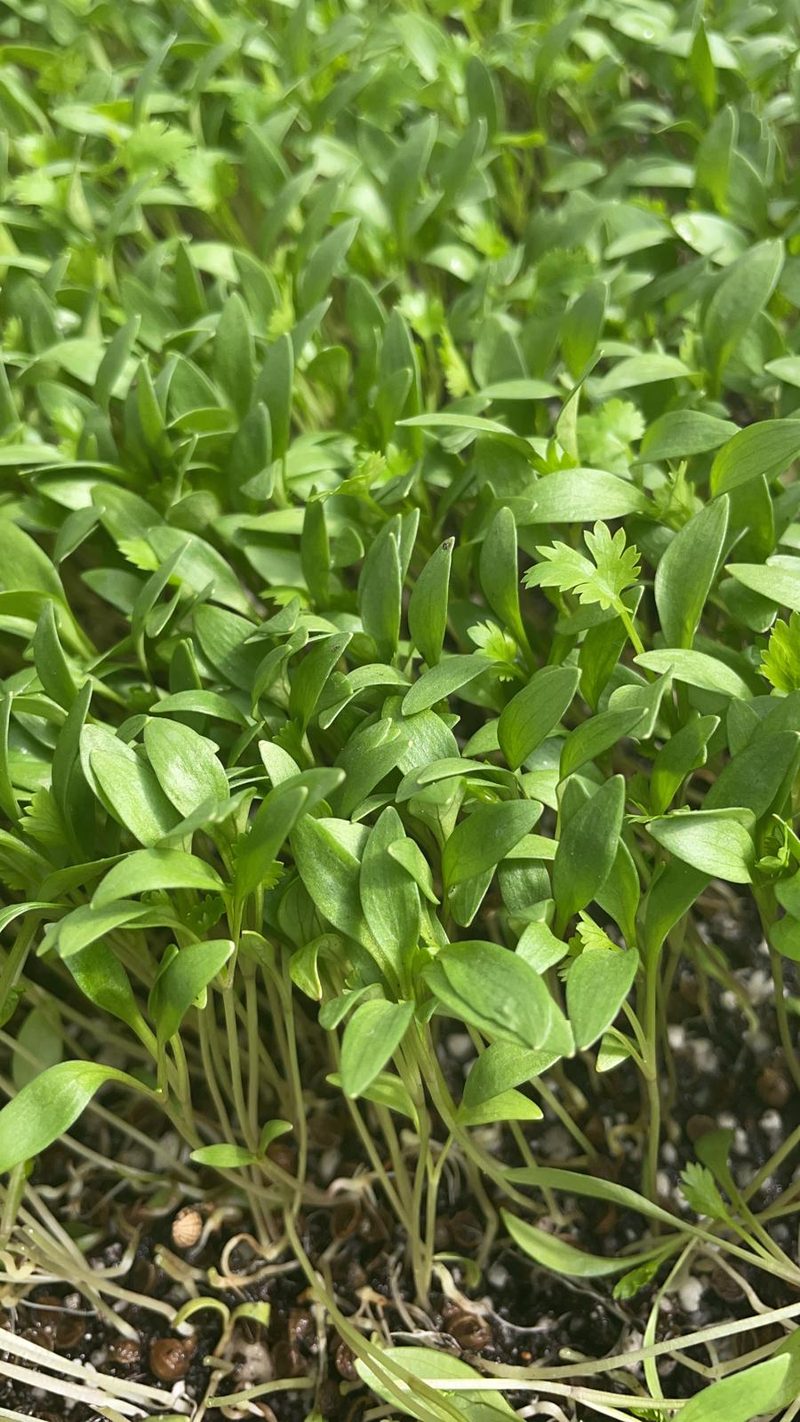 Dense tray of healthy microgreens growing in soil at Green Garden Organics